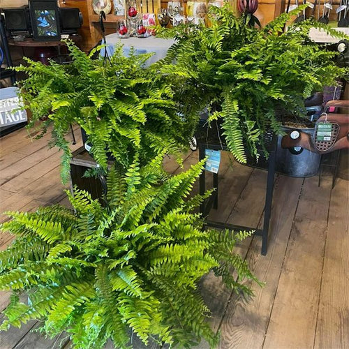 ❗❗❗Final Day! Massive 75% Discount on Sun-Defying, Hyper-Realistic Boston Ferns