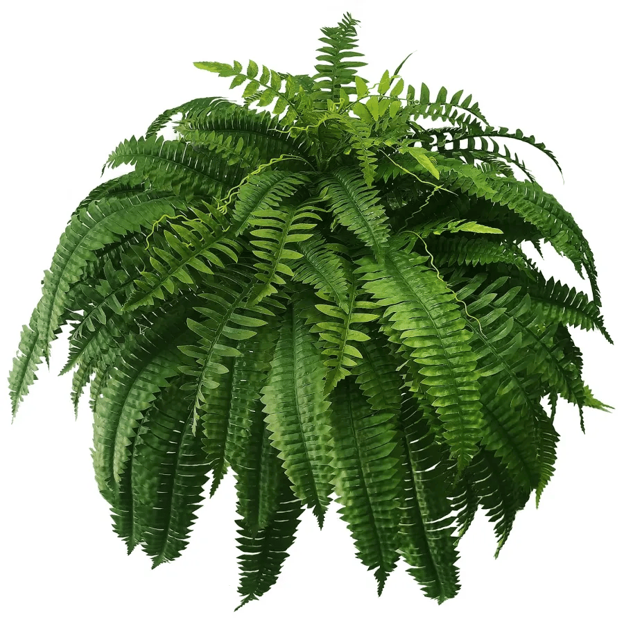 ❗❗❗Final Day! Massive 75% Discount on Sun-Defying, Hyper-Realistic Boston Ferns