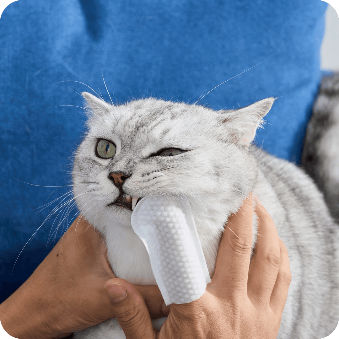 Natural Formula Pet Cleansing Finger Wipes