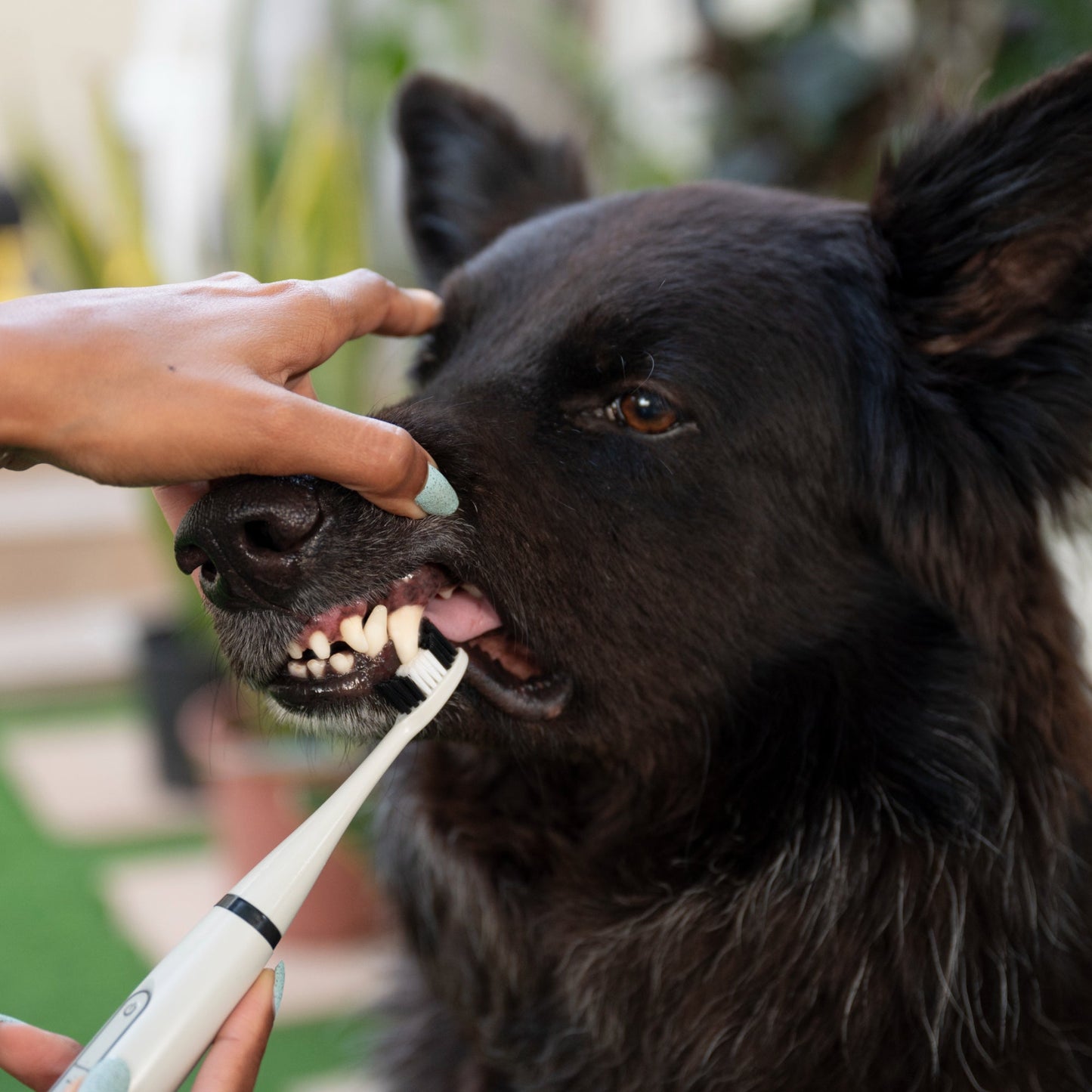 Negusy™ Pet Ultrasonic Toothbrush – Professional Tartar Removal & Fresh Breath for Dogs