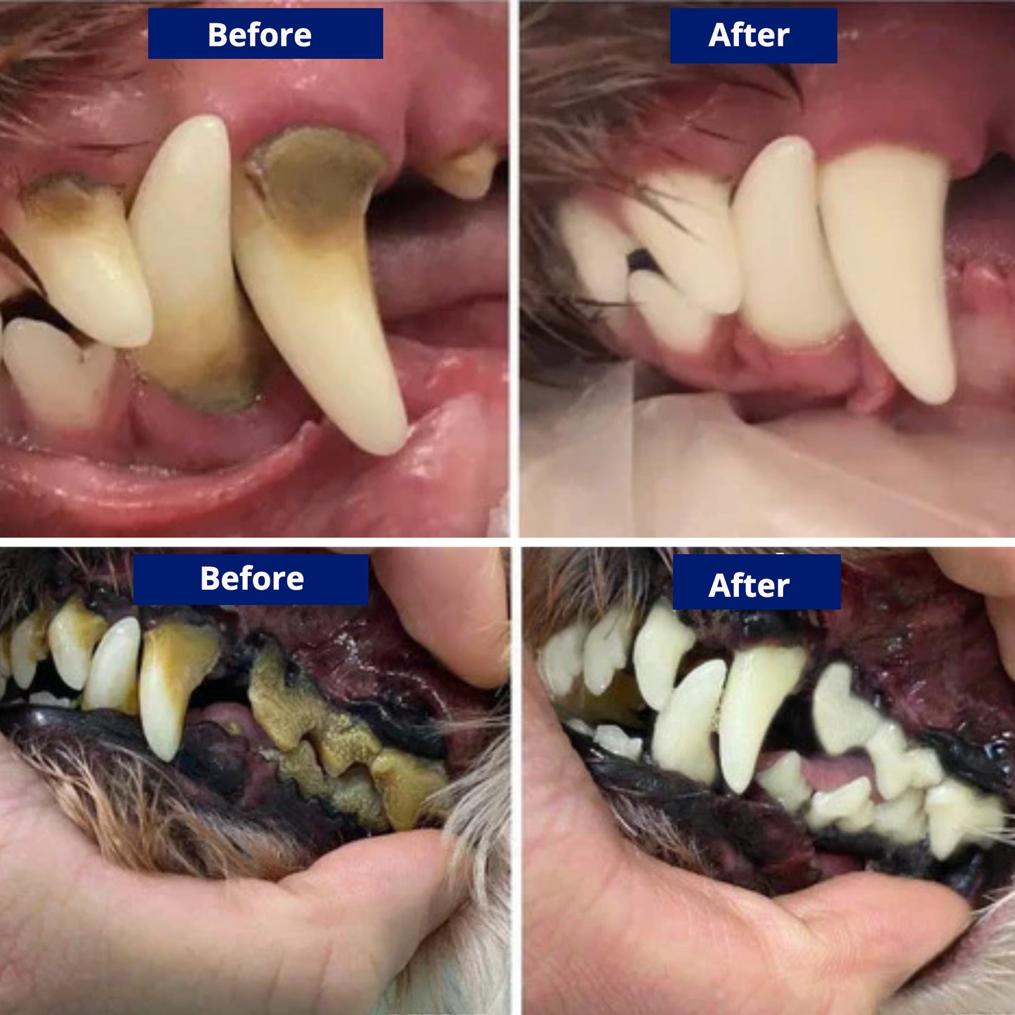 Negusy™ Pet Ultrasonic Toothbrush – Professional Tartar Removal & Fresh Breath for Dogs