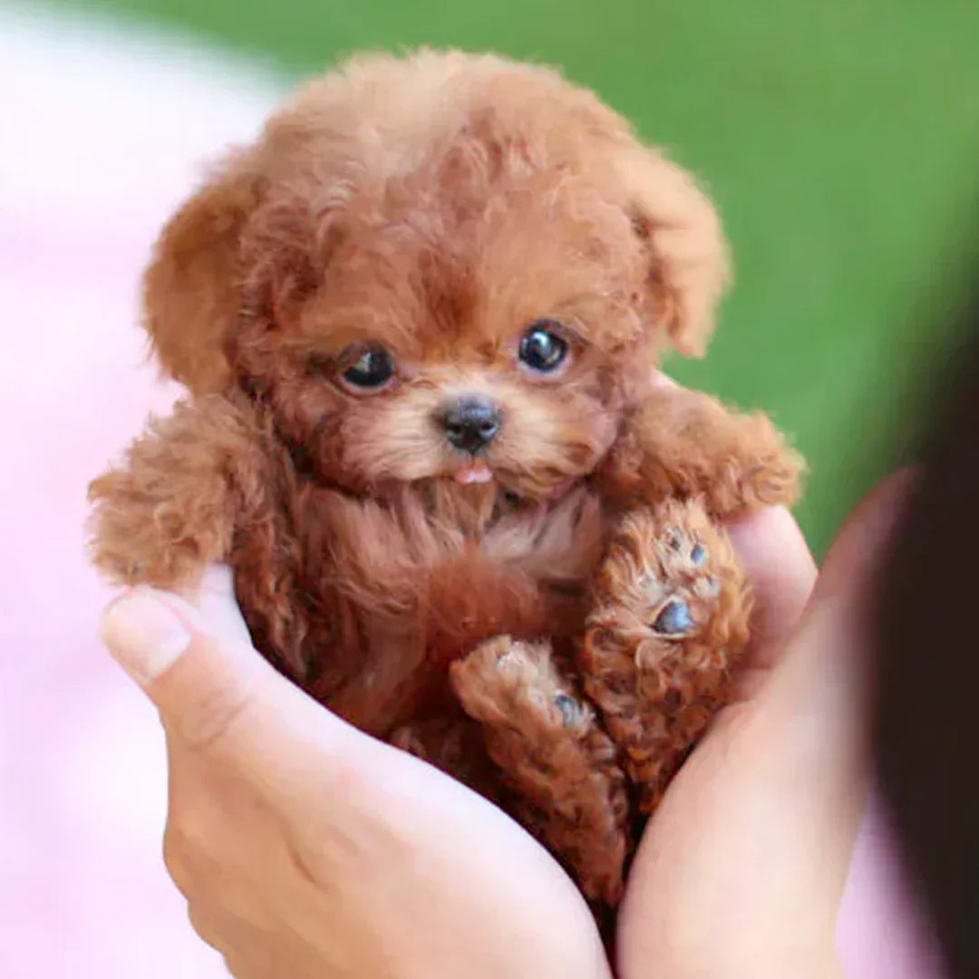 【Jeremytis™ Official Store】My Realistic Robot Puppy 🐶🌭 (🔥LAST DAY SALE—90% OFF💝)